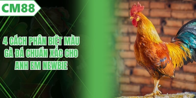 4 Cách Phân Biệt Màu Gà Đá Chuẩn Xác Cho Anh Em Newbie