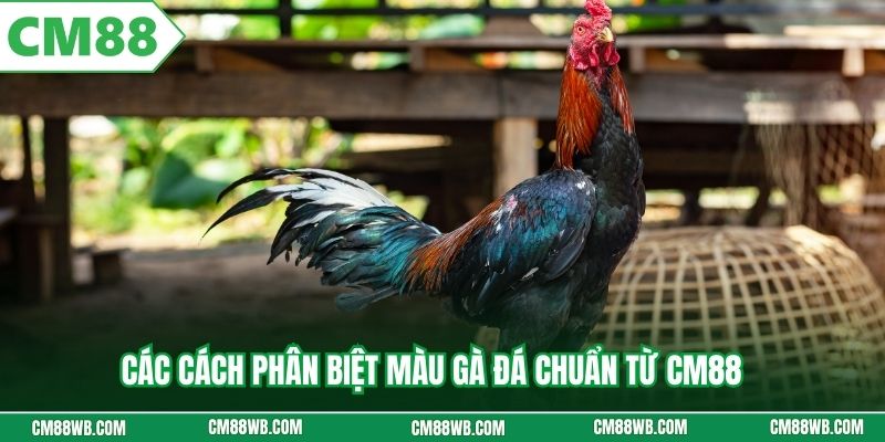Các cách phân biệt màu gà đá chuẩn từ CM88