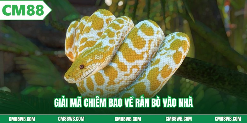 Giải mã chiêm bao về rắn bò vào nhà