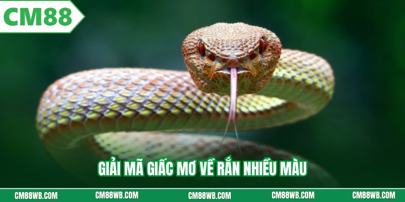 Giải mã giấc mơ về rắn nhiều màu