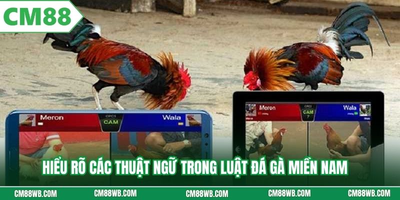 Hiểu rõ các thuật ngữ trong luật đá gà miền Nam