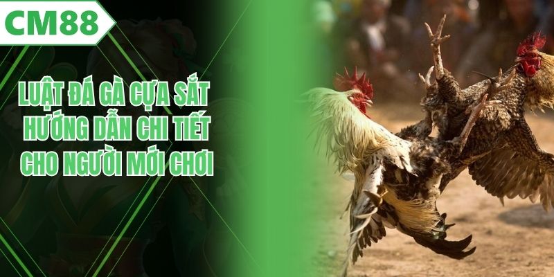 Luật Đá Gà Cựa Sắt - Hướng Dẫn Chi Tiết Cho Người Mới Chơi