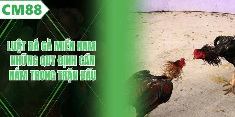 Luật Đá Gà Miền Nam - Những Quy Định Cần Nắm Trong Trận Đấu