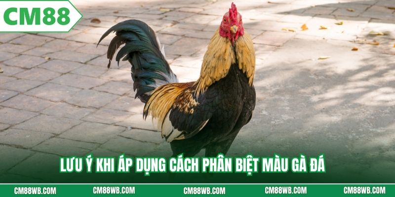 Lưu ý khi áp dụng cách phân biệt màu gà đá