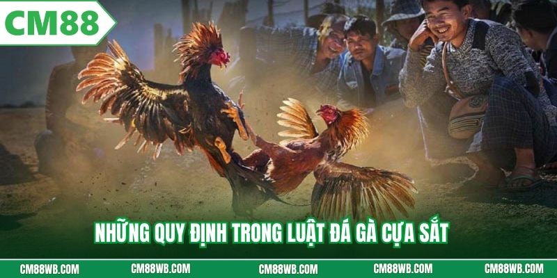 Những quy định trong luật đá gà cựa sắt