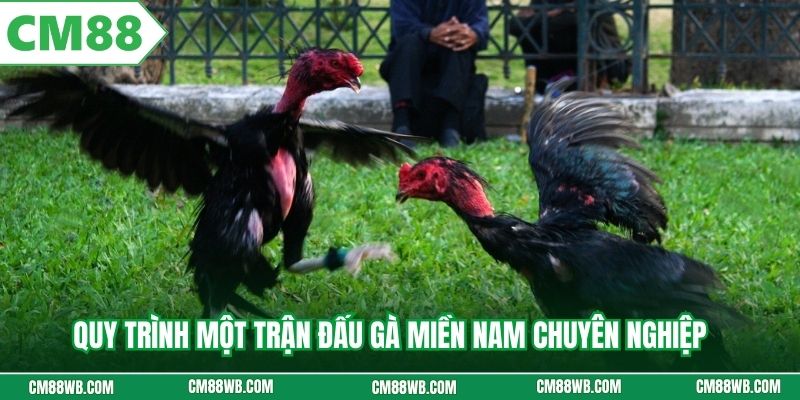 Quy trình một trận đấu gà miền Nam chuyên nghiệp