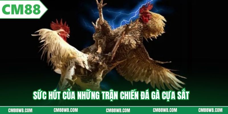 Sức hút của những trận chiến đá gà cựa sắt