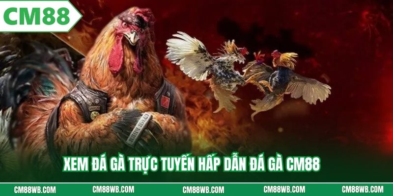 Xem đá gà trực tuyến hấp dẫn đá gà CM88