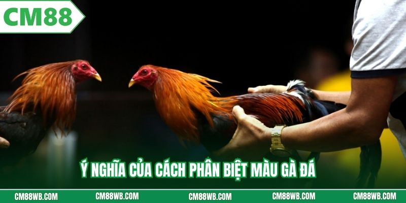 Ý nghĩa của cách phân biệt màu gà đá